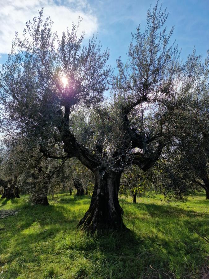 Willa Poggio Del Sole Castiglione del Lago Zewnętrze zdjęcie